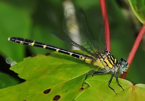 Female
2009_06_08_Floyd